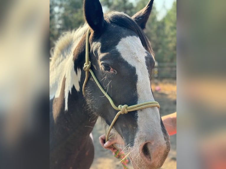 Gypsy Horse Mix Mare 3 years 14 hh Black in Cheney