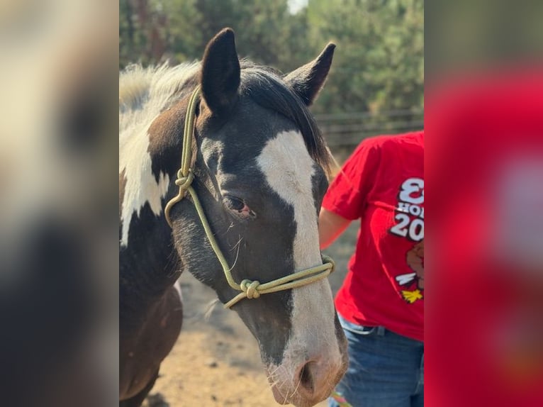Gypsy Horse Mix Mare 3 years 14 hh Black in Cheney