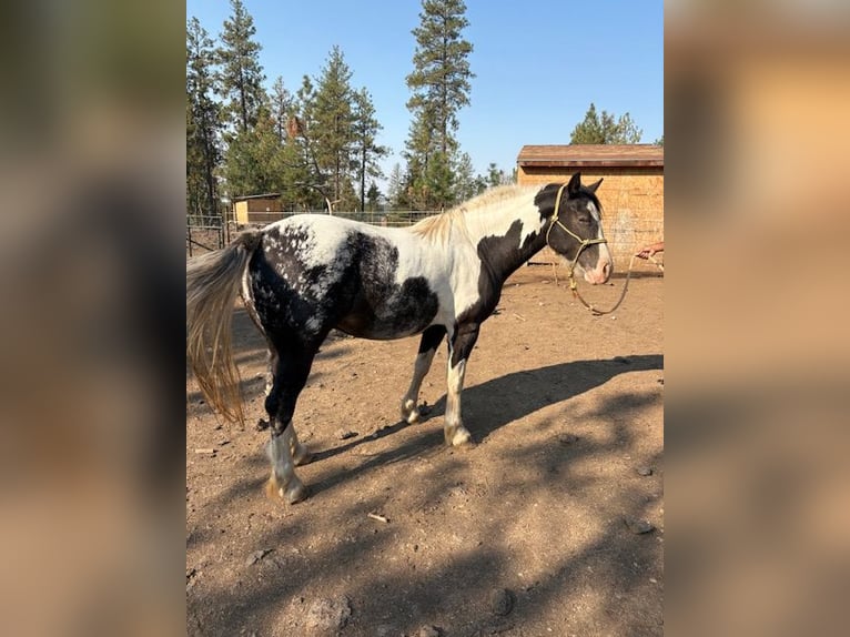 Gypsy Horse Mix Mare 3 years 14 hh Black in Cheney