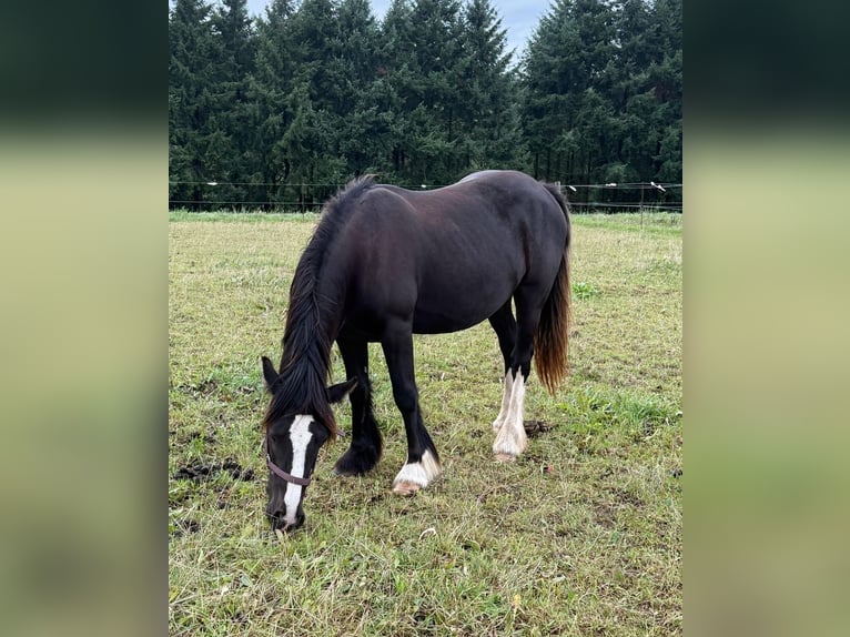 Gypsy Horse Mare 3 years 14 hh Black in Daleiden