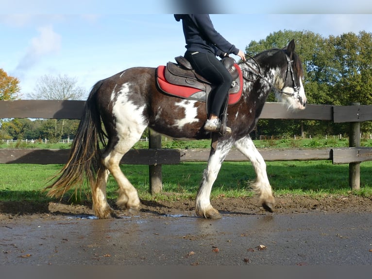 Gypsy Horse Mare 3 years 14 hh Pinto in Lathen