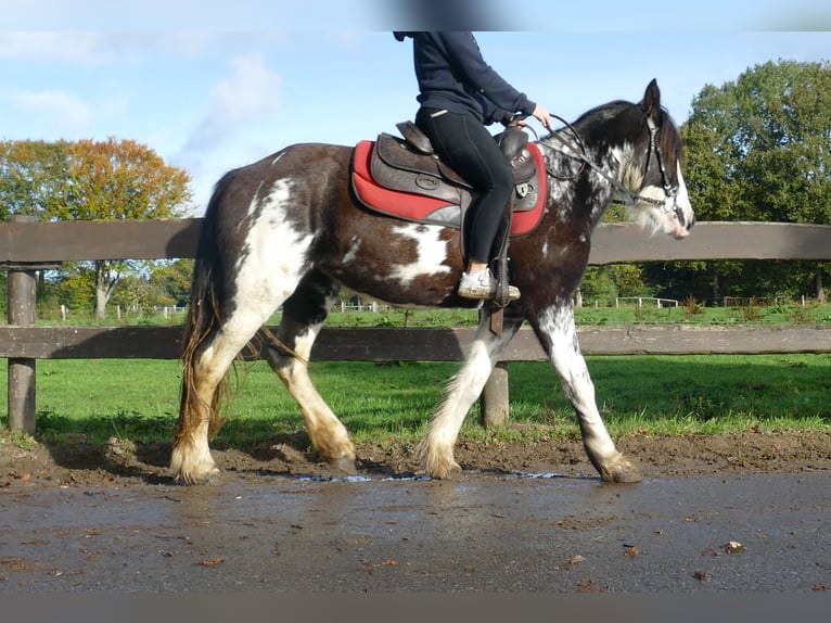 Gypsy Horse Mare 3 years 14 hh Pinto in Lathen