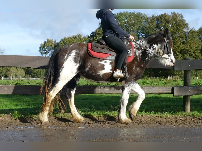 Gypsy Horse Mare 3 years 14 hh Pinto in Lathen