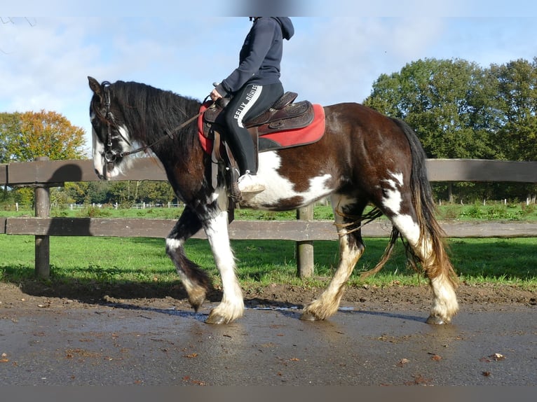 Gypsy Horse Mare 3 years 14 hh Pinto in Lathen