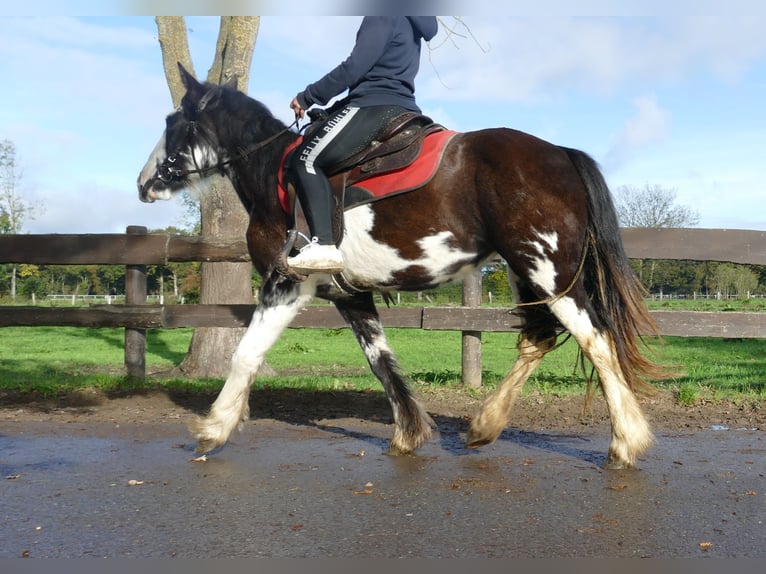 Gypsy Horse Mare 3 years 14 hh Pinto in Lathen