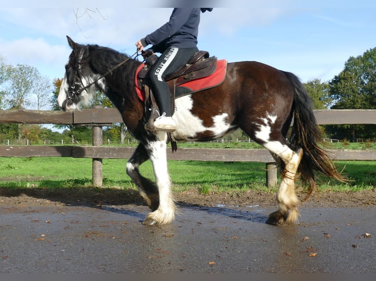 Gypsy Horse Mare 3 years 14 hh Pinto in Lathen