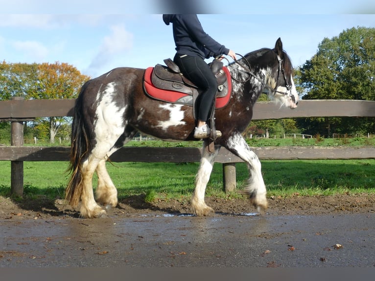 Gypsy Horse Mare 3 years 14 hh Pinto in Lathen