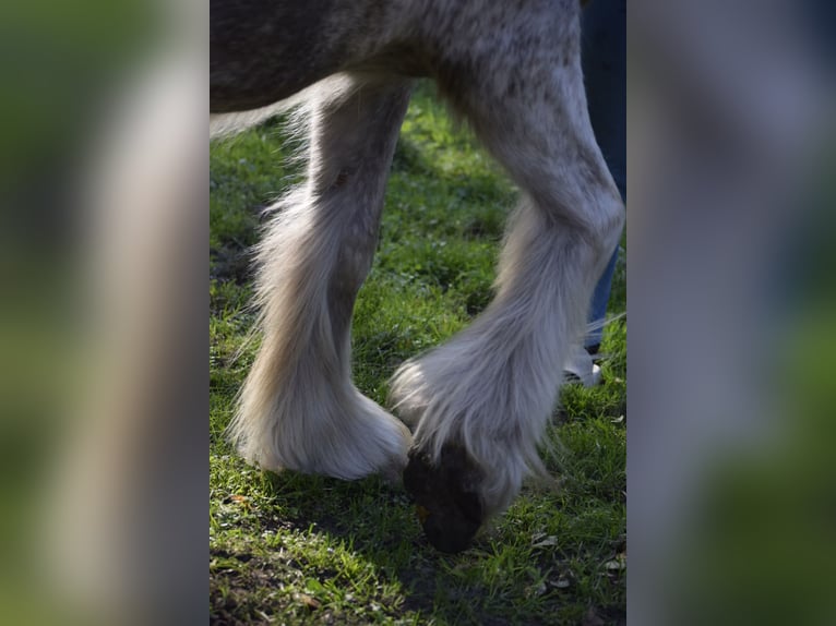 Gypsy Horse Mare 3 years 14,1 hh Leopard-Piebald in Heiligengrabe