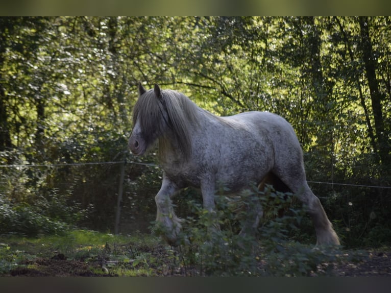 Gypsy Horse Mare 3 years 14,1 hh Leopard-Piebald in Heiligengrabe