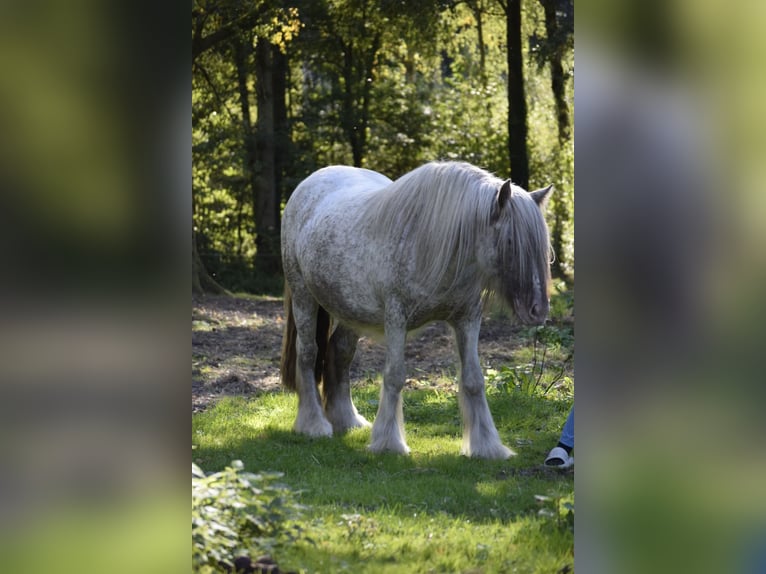 Gypsy Horse Mare 3 years 14,1 hh Leopard-Piebald in Heiligengrabe