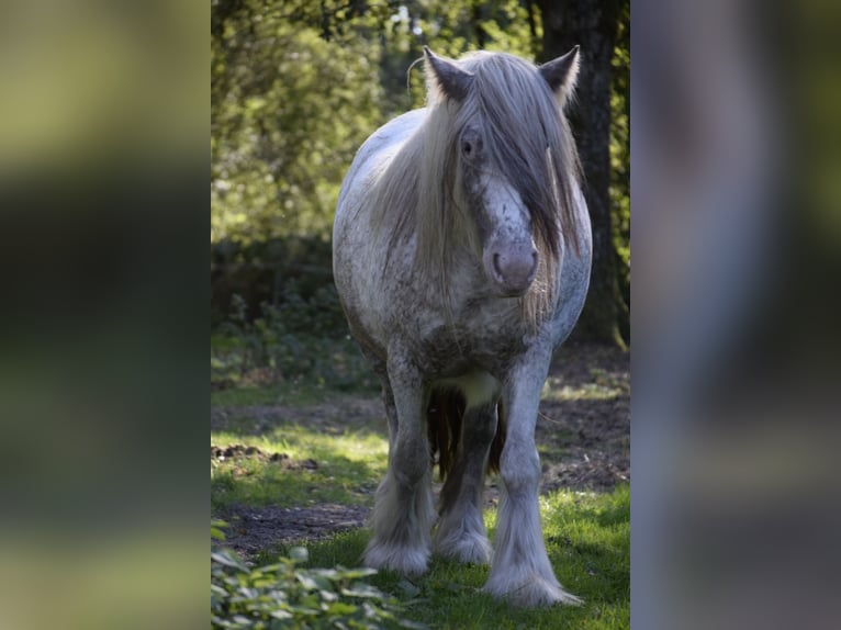 Gypsy Horse Mare 3 years 14,1 hh Leopard-Piebald in Heiligengrabe