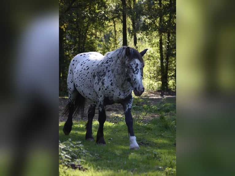 Gypsy Horse Mare 3 years 14,1 hh Leopard-Piebald in Heiligengrabe