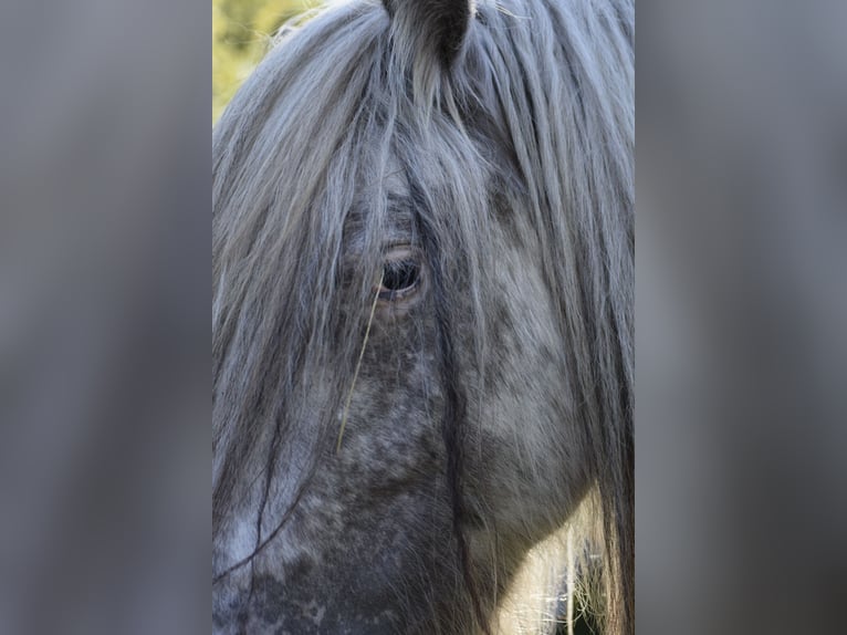 Gypsy Horse Mare 3 years 14,1 hh Leopard-Piebald in Heiligengrabe