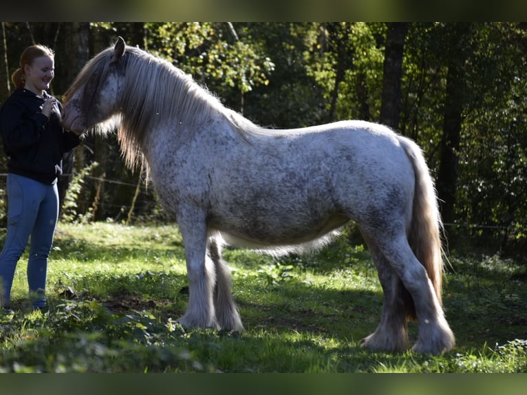 Gypsy Horse Mare 3 years 14,1 hh Leopard-Piebald in Heiligengrabe