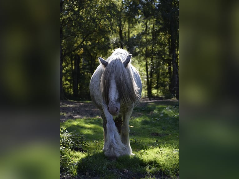 Gypsy Horse Mare 3 years 14,1 hh Leopard-Piebald in Heiligengrabe
