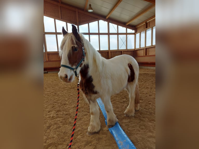 Gypsy Horse Mare 3 years 14,1 hh Pinto in Achstetten