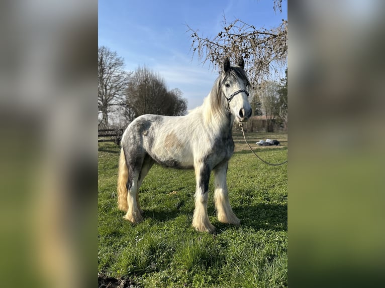 Gypsy Horse Mare 3 years 14,1 hh Pinto in Achstetten