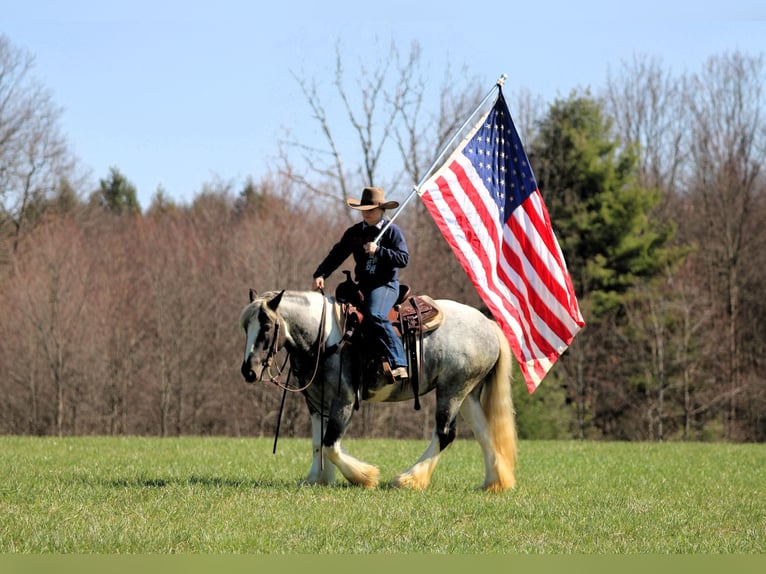 Gypsy Horse Mare 3 years 14,2 hh Pinto in Clarion