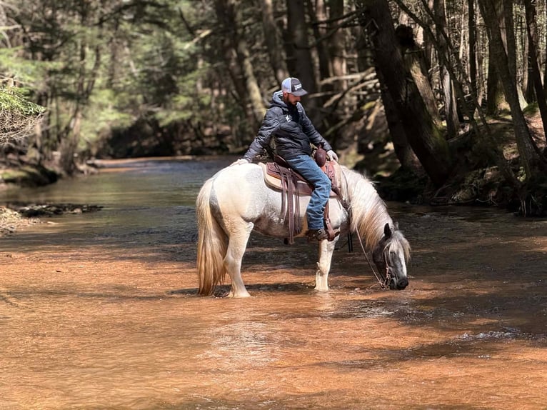 Gypsy Horse Mare 3 years 14,2 hh Pinto in Clarion