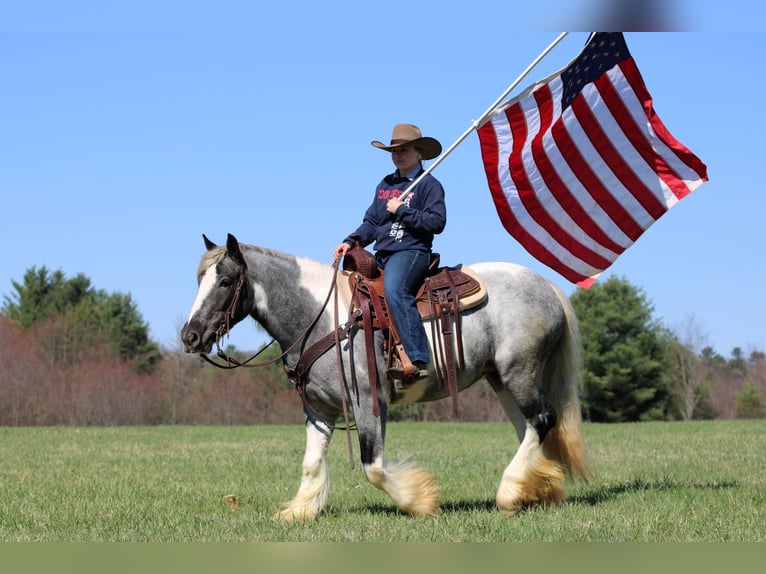 Gypsy Horse Mare 3 years 14,2 hh Pinto in Clarion
