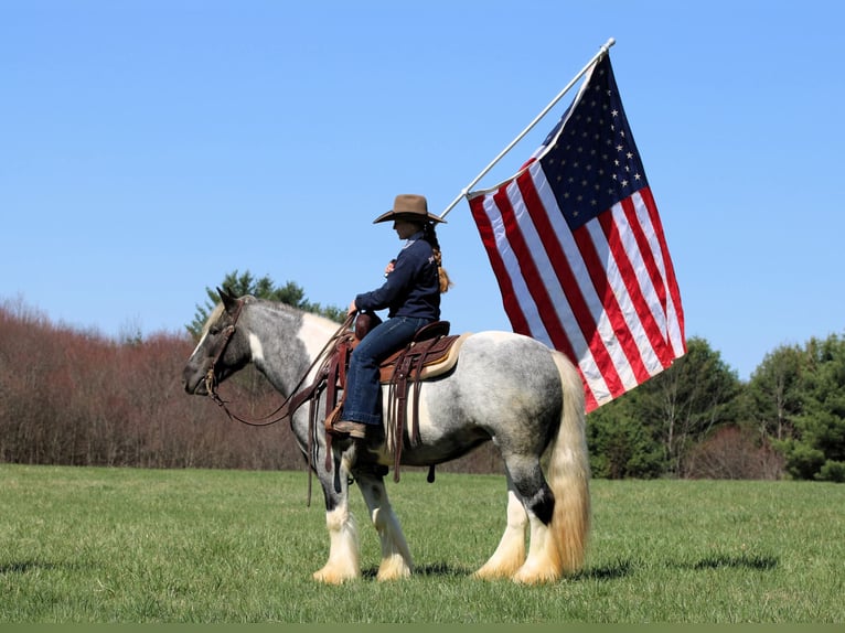 Gypsy Horse Mare 3 years 14,2 hh Pinto in Clarion