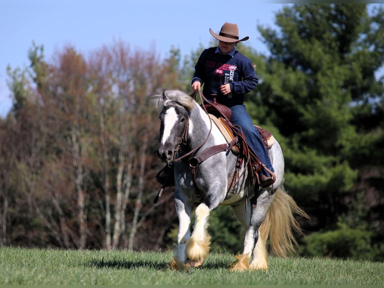 Gypsy Horse Mare 3 years 14,2 hh Pinto in Clarion