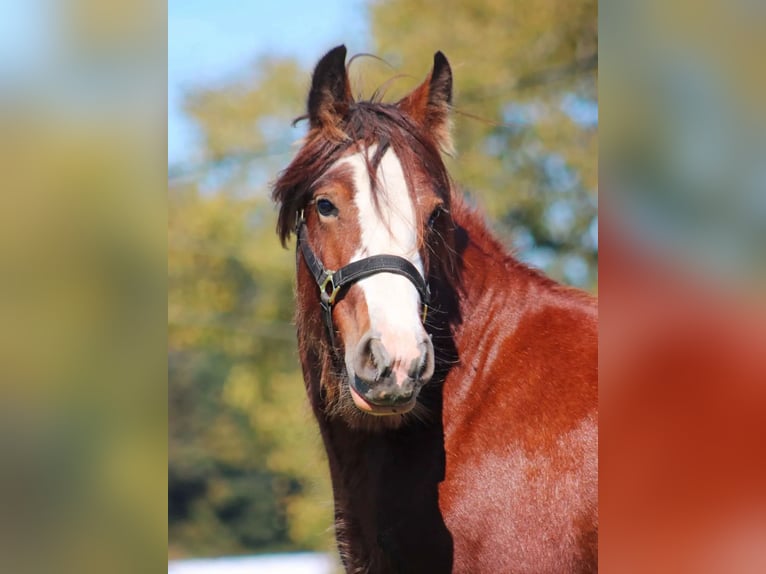 Gypsy Horse Mare 3 years 14,3 hh Bay in Flower Mound