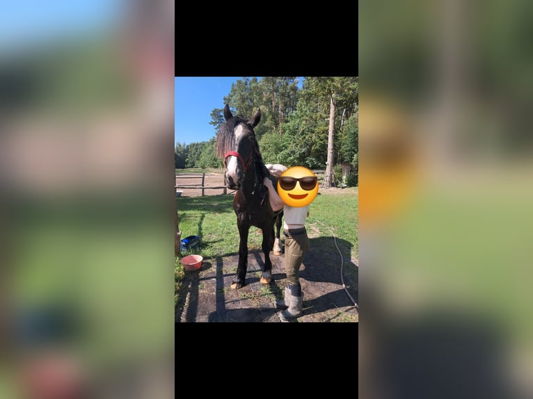 Gypsy Horse Mare 3 years 14,3 hh  in Rathenow