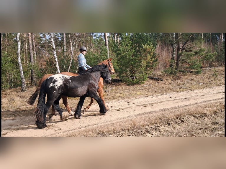 Gypsy Horse Mare 3 years 14,3 hh  in Rathenow