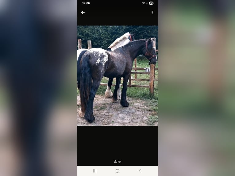 Gypsy Horse Mare 3 years 14,3 hh Leopard-Piebald in Rathenow