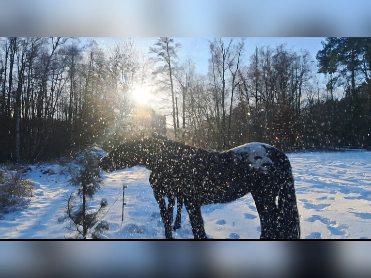 Gypsy Horse Mare 3 years 14,3 hh Leopard-Piebald in Rathenow