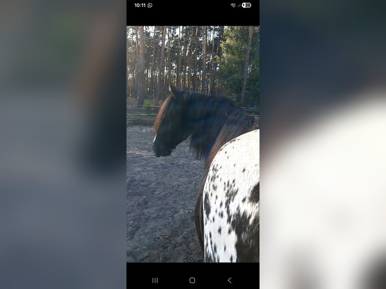 Gypsy Horse Mare 3 years 14,3 hh Leopard-Piebald in Rathenow