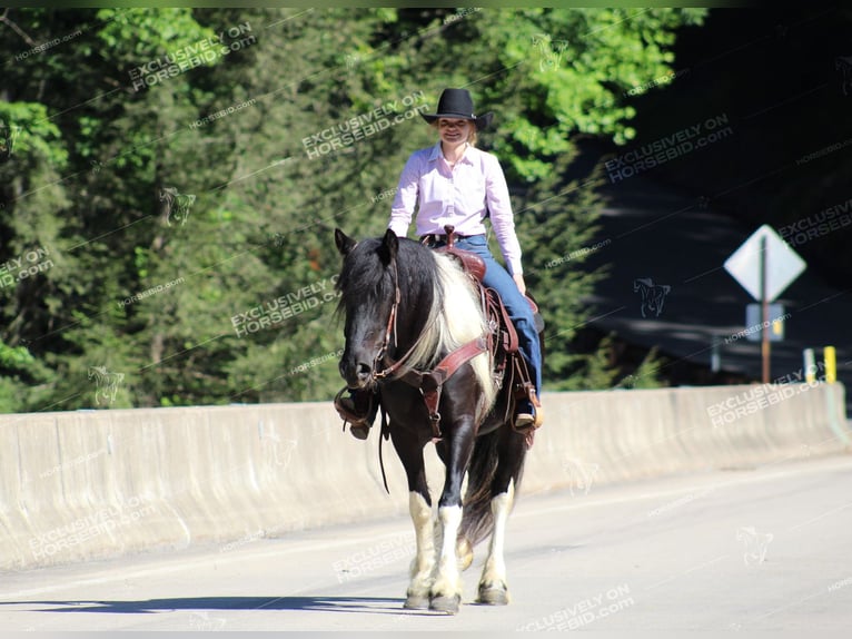 Gypsy Horse Mare 3 years 15,1 hh Pinto in Clarion, PA