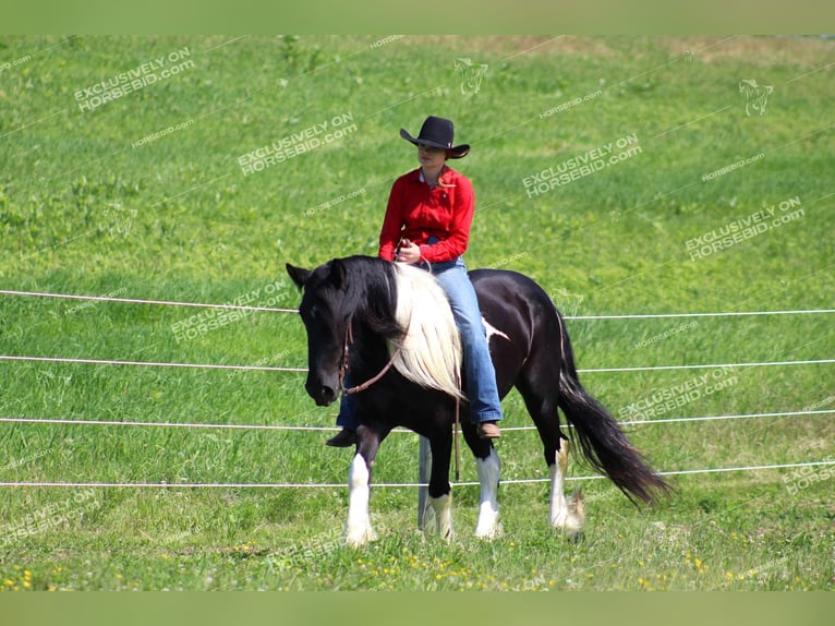 Gypsy Horse Mare 3 years 15,1 hh Pinto in Clarion, PA