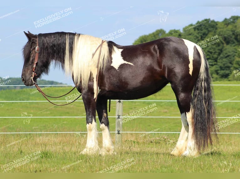 Gypsy Horse Mare 3 years 15,1 hh Pinto in Clarion, PA