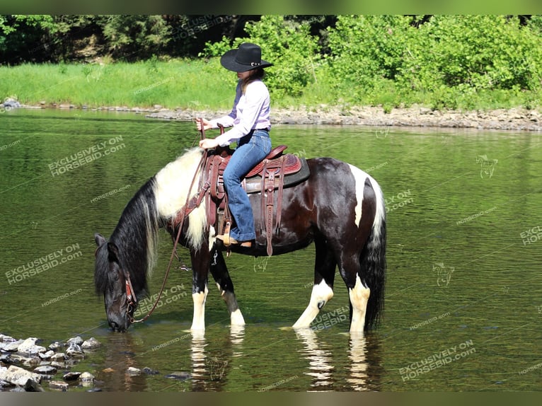 Gypsy Horse Mare 3 years 15,1 hh Pinto in Clarion, PA