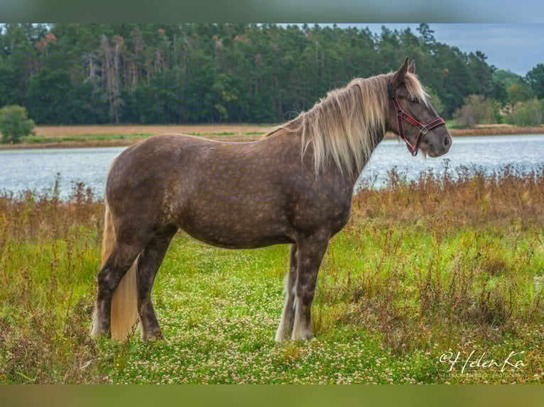 Gypsy Horse Mix Mare 3 years 15.2 hh  in Benešov