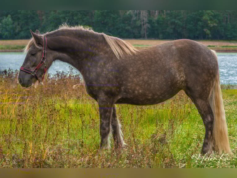 Gypsy Horse Mix Mare 3 years 15.2 hh  in Benešov