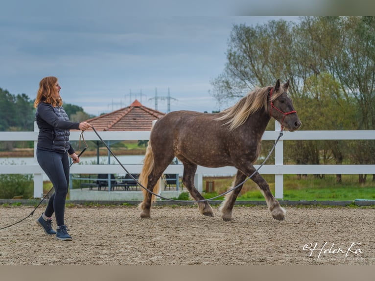 Gypsy Horse Mix Mare 3 years 15.2 hh  in Benešov