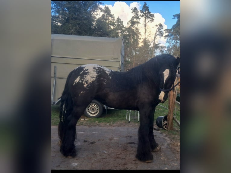 Gypsy Horse Mare 3 years 15 hh Leopard-Piebald in Havelaue