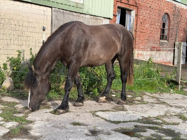 Gypsy Horse Mix Mare 3 years 15,1 hh Smoky-Black in Kiel