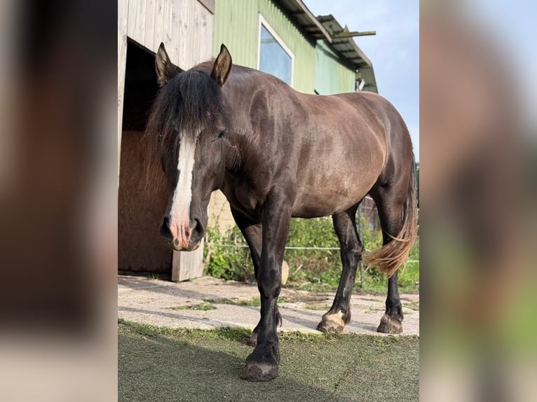 Gypsy Horse Mix Mare 3 years 15,1 hh Smoky-Black in Kiel