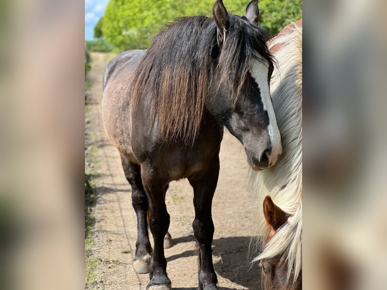 Gypsy Horse Mix Mare 3 years 15,1 hh Smoky-Black in Kiel