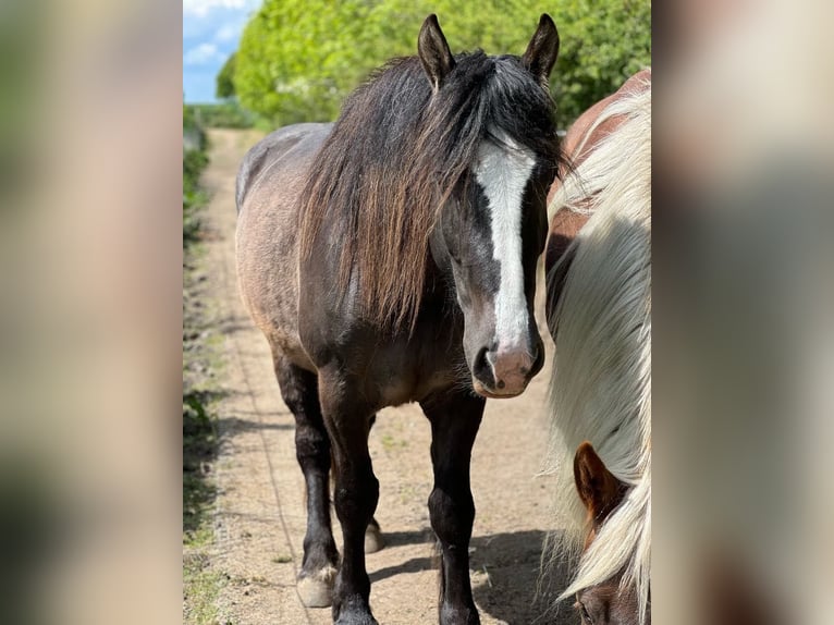 Gypsy Horse Mix Mare 3 years 15,1 hh Smoky-Black in Kiel