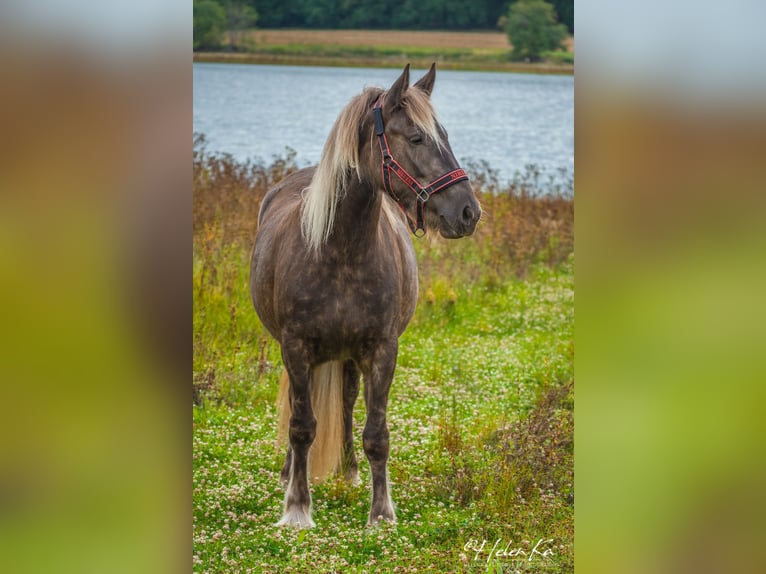 Gypsy Horse Mix Mare 3 years 15,2 hh  in Benešov