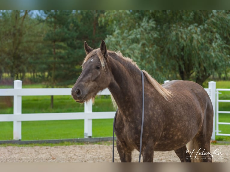 Gypsy Horse Mix Mare 3 years 15,2 hh  in Benešov