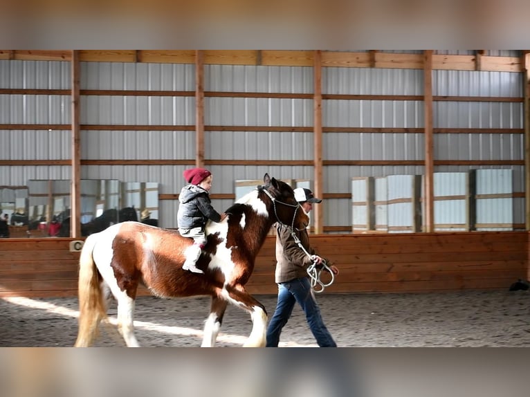 Gypsy Horse Mare 3 years in Howard, PA
