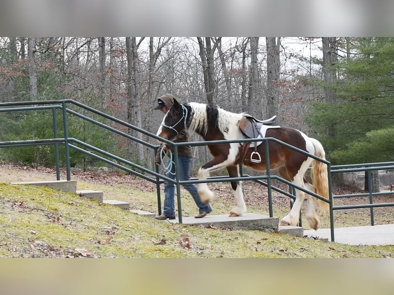 Gypsy Horse Mare 3 years in Howard, PA