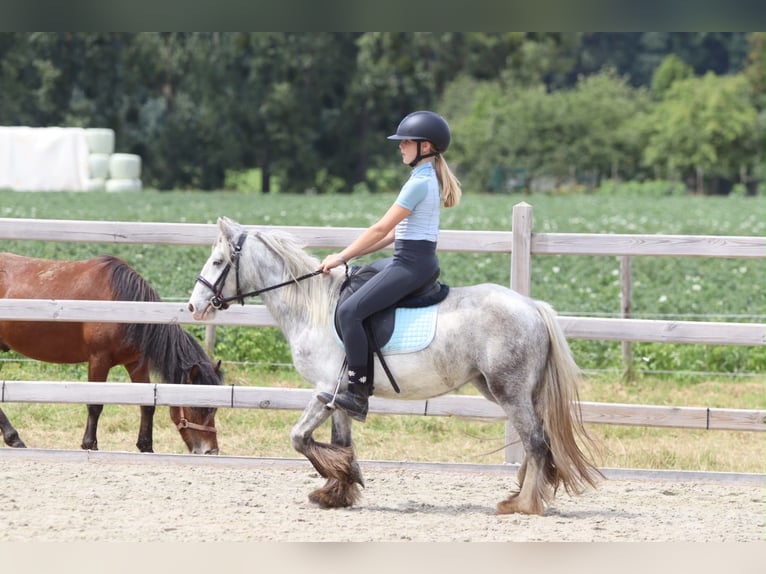Gypsy Horse Mare 4 years 11.1 hh Grey-Blue-Tan in Pepingen