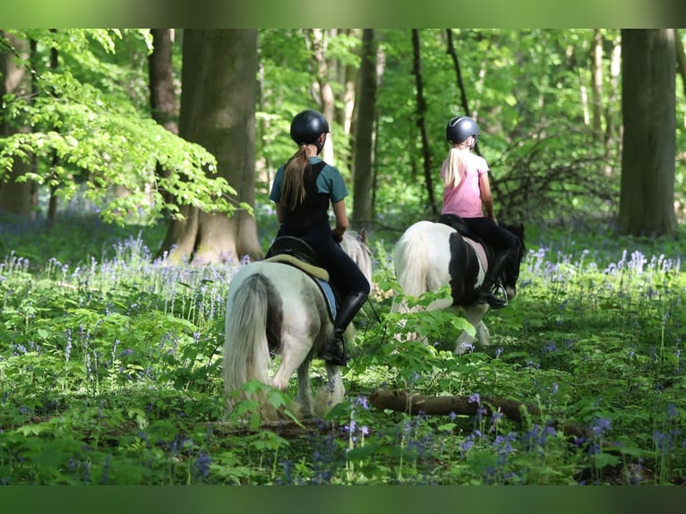 Gypsy Horse Mare 4 years 11,1 hh Pinto in Bogaarden